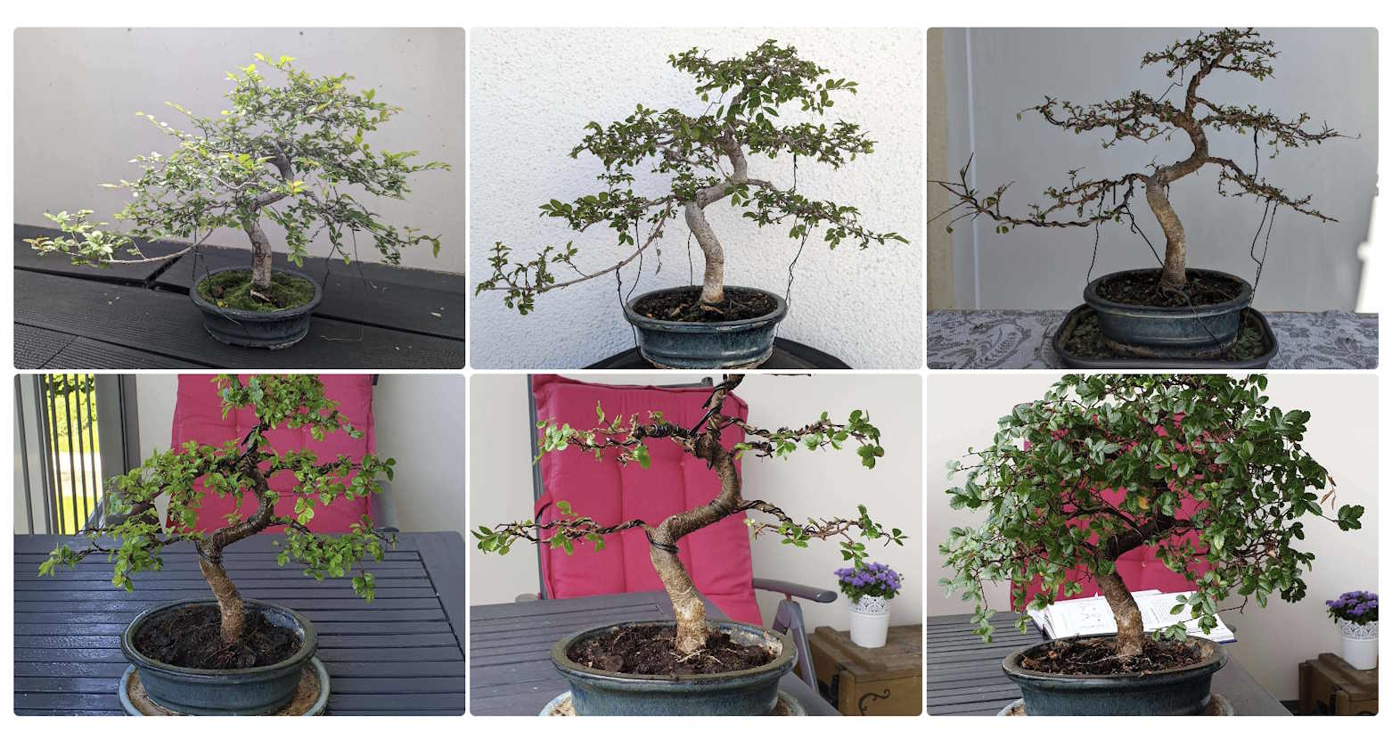 Bonsai Diary detail view - Trees Diary